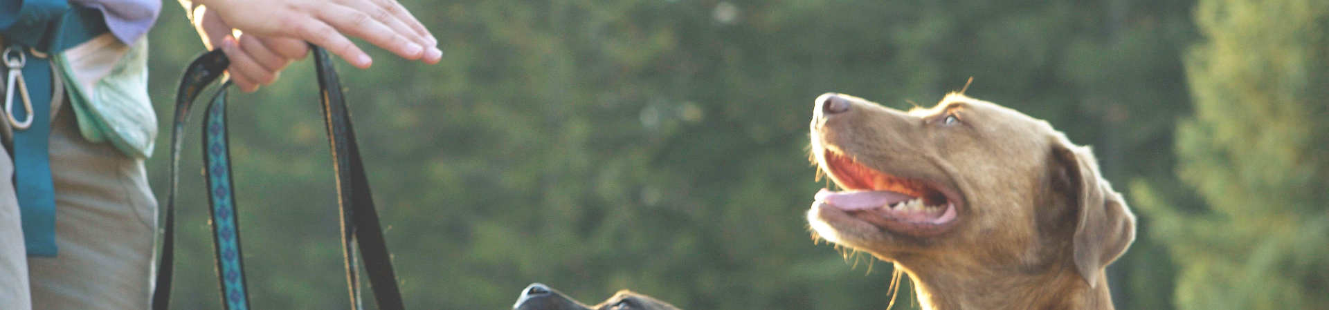 Adiestrador canino Adiestrador canino