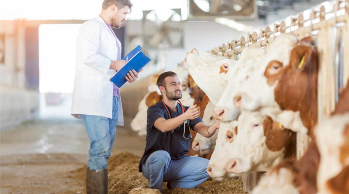 cómo montar una clínica veterinaria