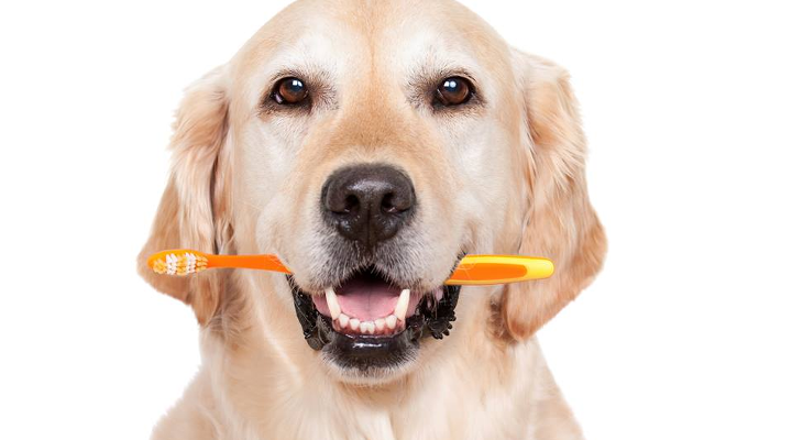 Consejos Sobre la Higiene Dental Para Perros