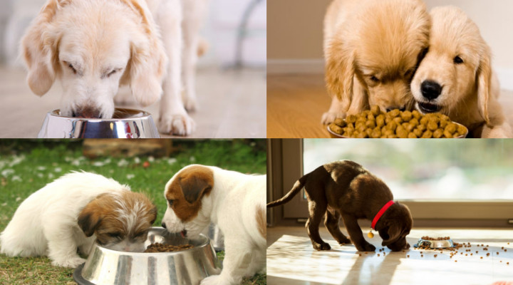 ¿Cuál es el Mejor Alimento para un Perro?