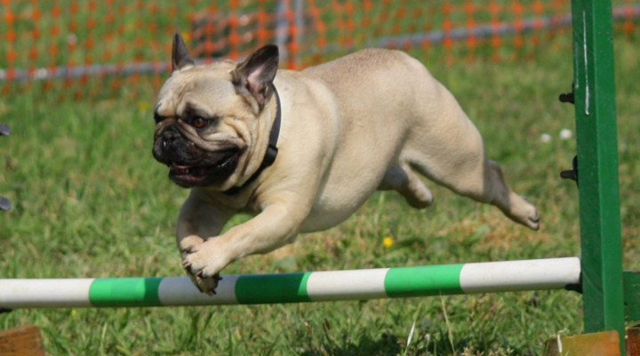Trucos y Consejos para Adiestrar a un Perro