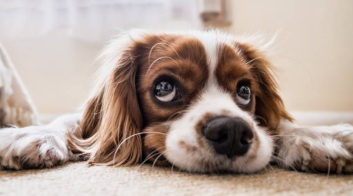 ¿Cuánto cuesta castrar a un perro? Precios en 2021