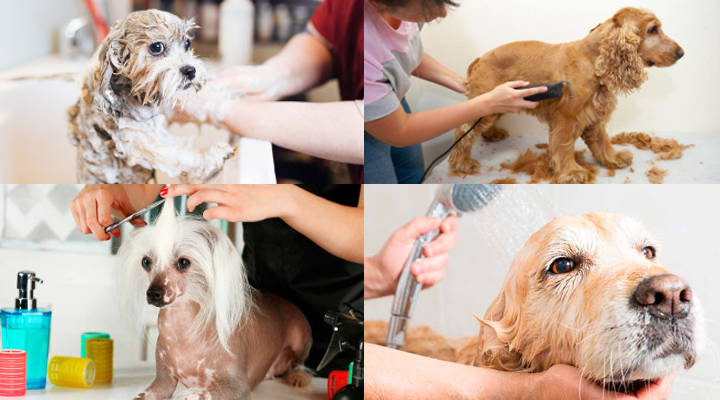 Consejos para ser peluquero canino