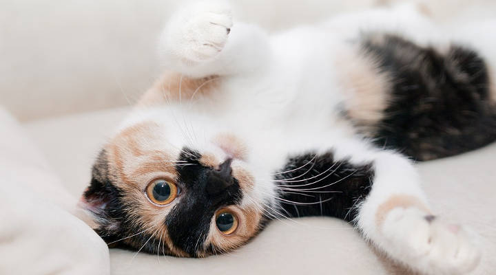 ¿Cuánto cuesta castrar a un gato? Precios en 2021