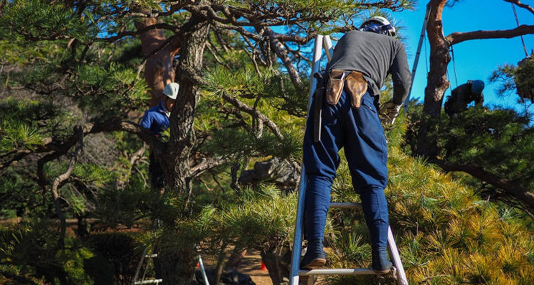 Cuánto cuesta podar un árbol
