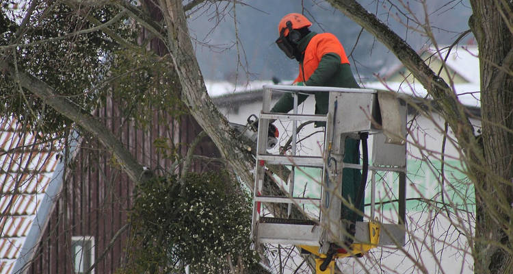 Cuánto cuesta cortar un árbol