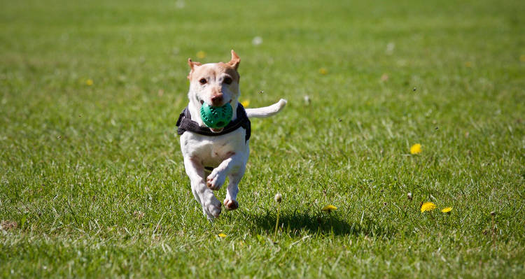 Cuánto cuesta adiestrar a un perro