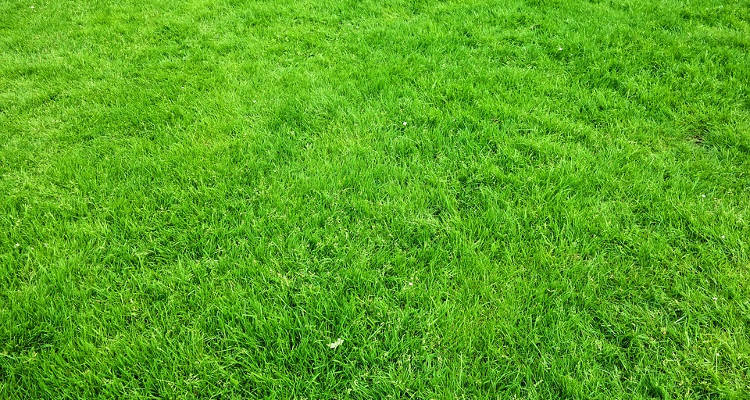 Cuánto cuesta plantar césped natural
