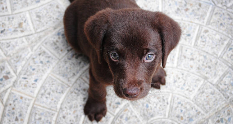 Cómo educar a un cachorro: Consejos para principiantes