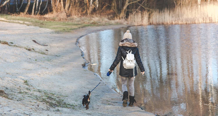 Cómo educar a un cachorro para principiantes