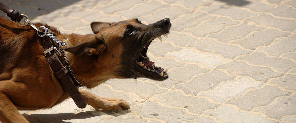 Etólogo canino