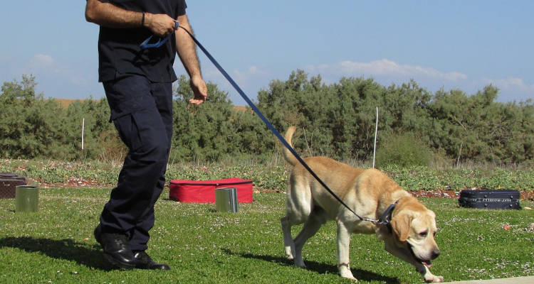 Cómo captar clientes para adiestradores de perros