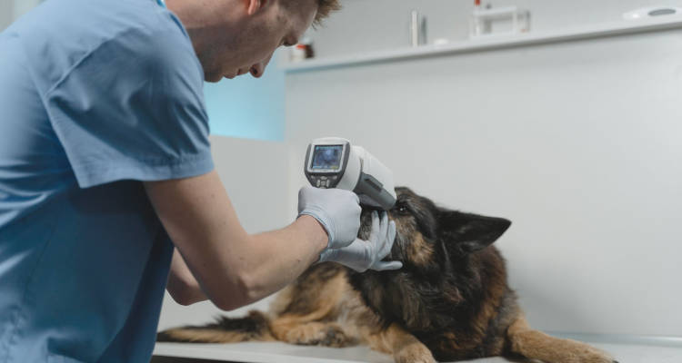 Cuánto cuesta un veterinario a domicilio