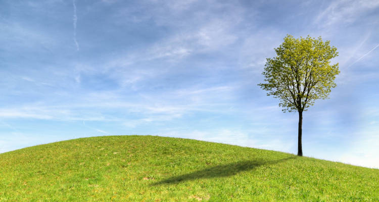 Cuánto cuesta plantar un árbol