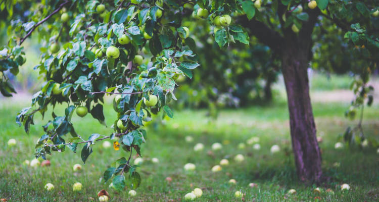 Plantar árbol frutal