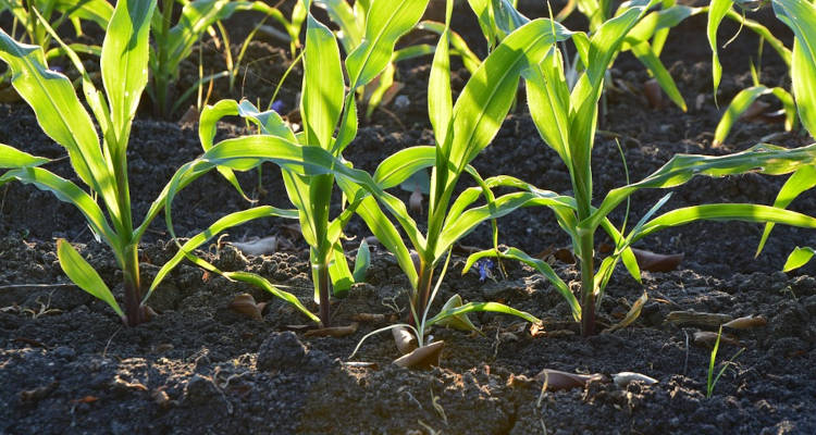 Cuánto cuesta poner tierra vegetal