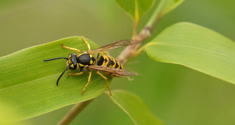 Cuánto cuesta quitar un avispero y eliminar una plaga de avispas