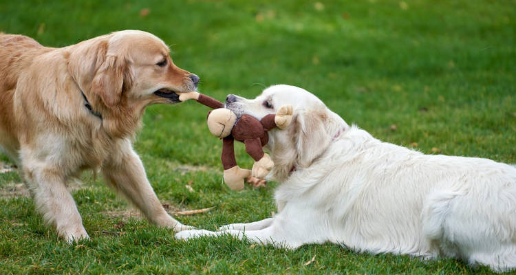 ¿Cuánto cuesta una residencia canina? Cuánto cuesta una residencia canina