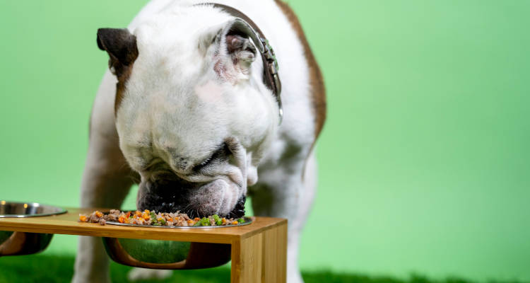Cuánto cuesta un servicio de nutrición para mascotas