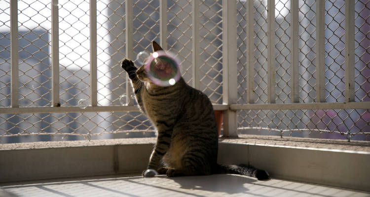 Cuánto cuesta instalar una red para gatos