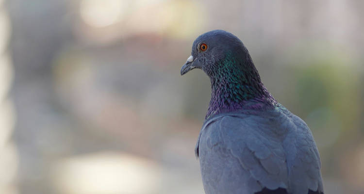 Cuánto cuesta instalar una red antipalomas o antipájaros