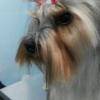 Chelo