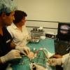 inseminación gato endoscopica