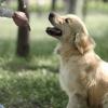Dog Training Cantabria