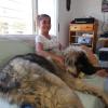 Keler, Pastor del caucaso, 7 meses, 45kg  sin autocontrol y sin normas.