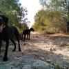 9  meses después de ayudarles en su rehabilitación ahora son perros equilibrados y felices. 