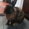 Ainhoa