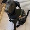 Tokio, cachorro adiestramiento y educación