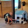 Comenzando la socialización con Pelut ( perro de agua español) en Sant Esteve de sesrovires.