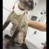 Clínica Veterinaria Wau