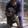 Adopta