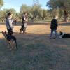 Taurocan Adiestramiento Canino
