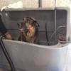 Aika Serveis Canins