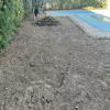 Antes 