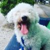 Servicio de paseos Amy 