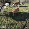 Mina con correa larga aprendiendo a pasear 