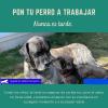 Speedcan Adiestramiento