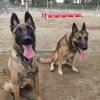Centro Canino Dogtown
