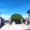 Poda en redondo