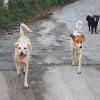 Paseo en grupo