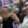 Paseador De Perros