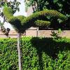 Decoración (tutorado) de seto con forma humana