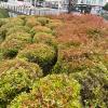 Xardinor Jardines Del Noroeste