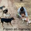 paseando con perros sueltos