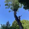 Rossi Tree