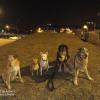 Mesey Dog Trainer